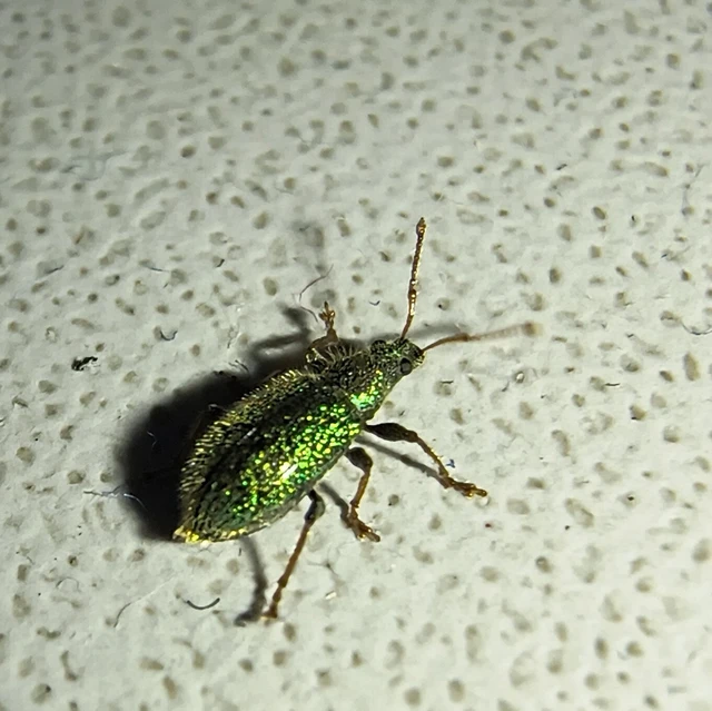 Phyllobius betulinus - változékony levélormányos