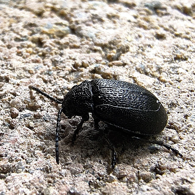 Galeruca tanaceti - fekete olajosbogár