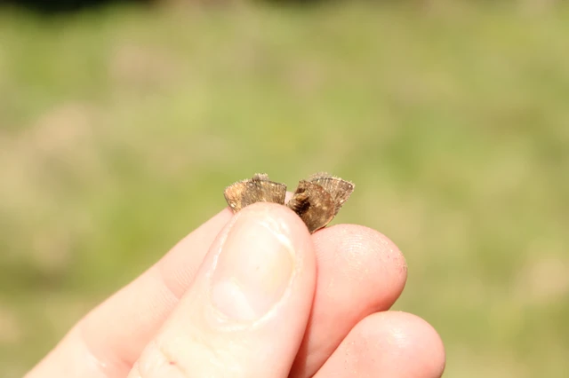 Erynnis tages - cigánylepke