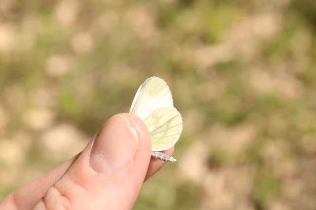 Leptidea sinapis - mustárlepke