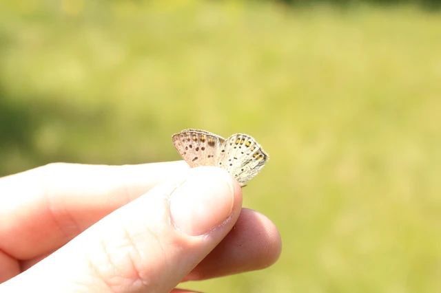 Lycaena tityrus - barna tűzlepke