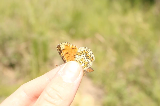 Melitaea phoebe - nagy tarkalepke