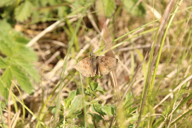Erynnis tages - cigánylepke