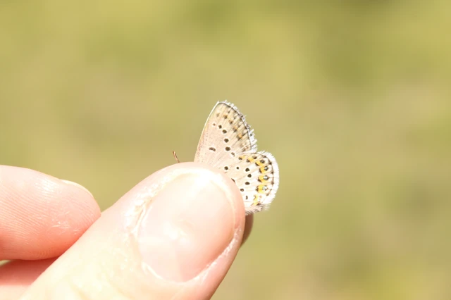 Plebejus idas - északi boglárka