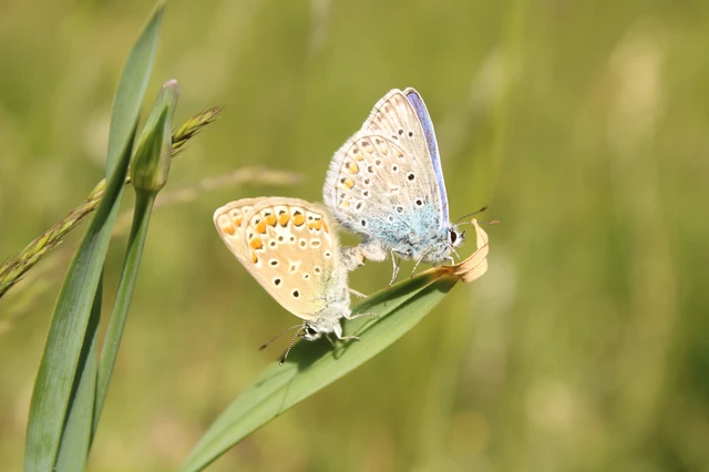 Polyommatus icarus - közönséges boglárka