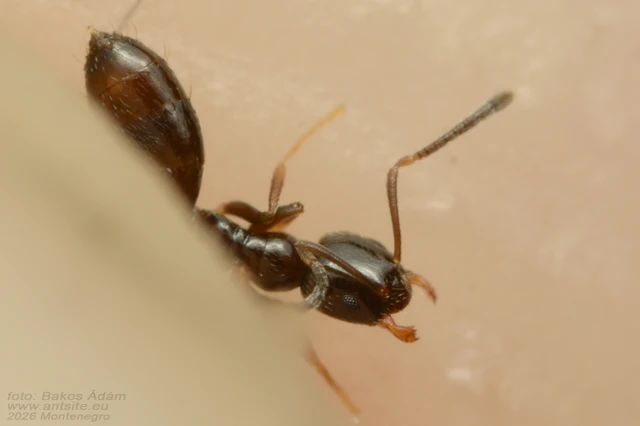 Plagiolepis pygmaea - lapos törpehangya