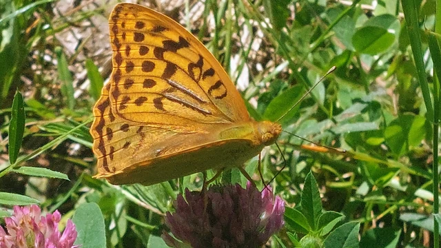 Argynnis pandora - zöldes gyöngyházlepke