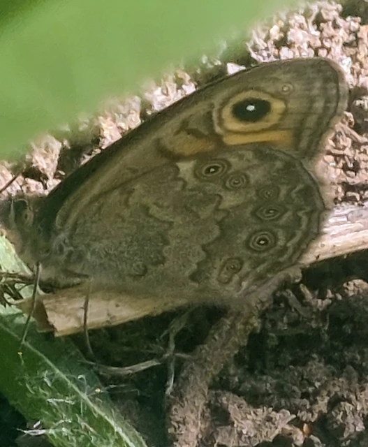 Lasiommata maera - nagyfoltú szemeslepke