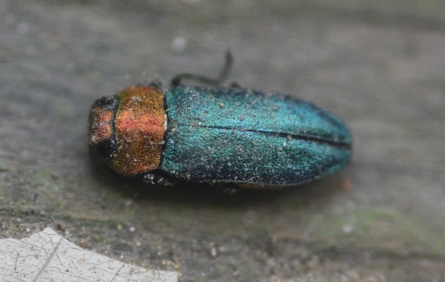 Anthaxia nitidula - ragyogó virágdíszbogár