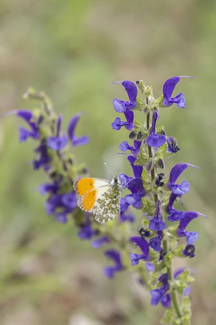 Anthocharis cardamines - hajnalpírlepke
