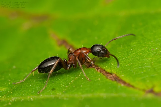 Camponotus dalmaticus