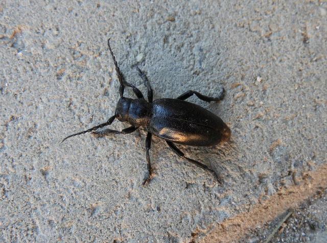 Dorcadion aethiops - fekete gyalogcincér Dorcadion aethiops - fekete gyalogcincér