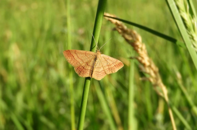 Scopula rubiginata - réti pirosaraszoló