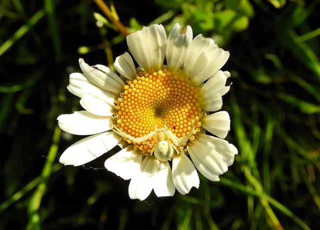 Misumena vatia - viráglakó karolópók