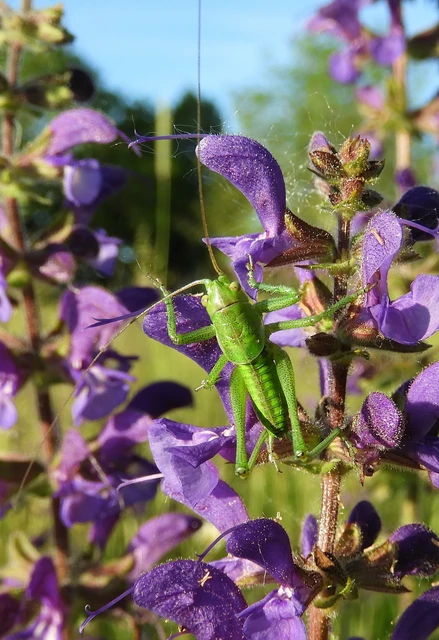 Tettigonia