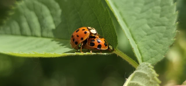 Harmonia axyridis - harlekinkatica