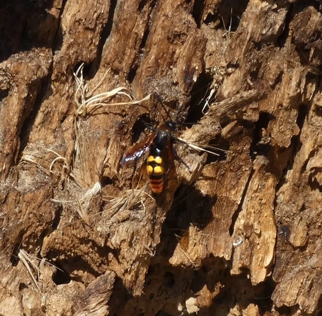Megascolia maculata - óriás-tőrösdarázs