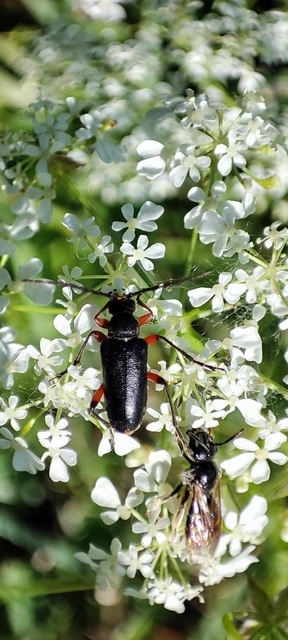 Cortodera villosa - bozontos cserjecincér