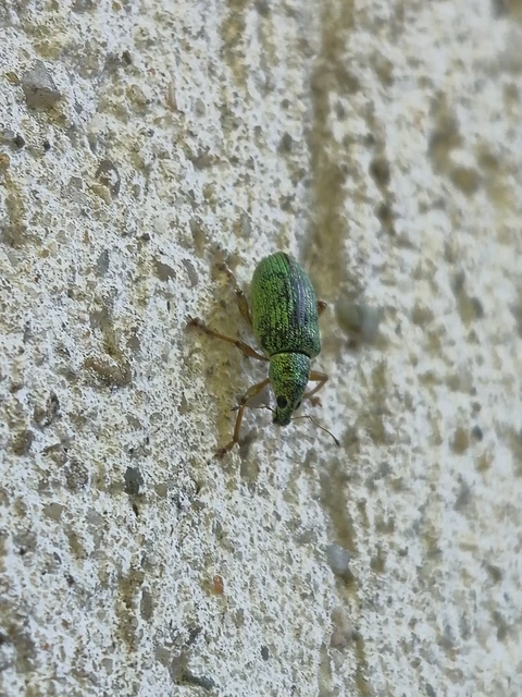 Polydrusus formosus - selymes lombormányos