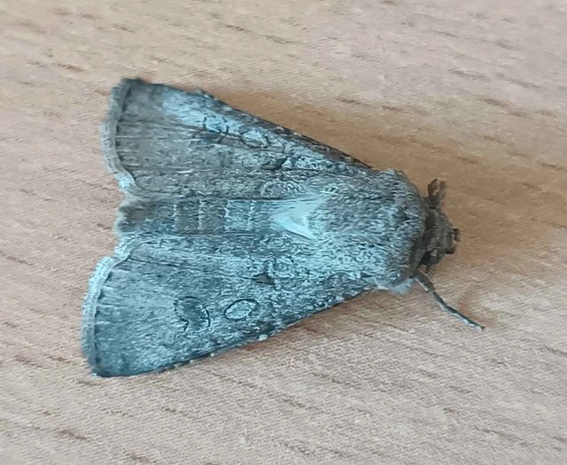 Agrotis segetum - vetési földibagoly