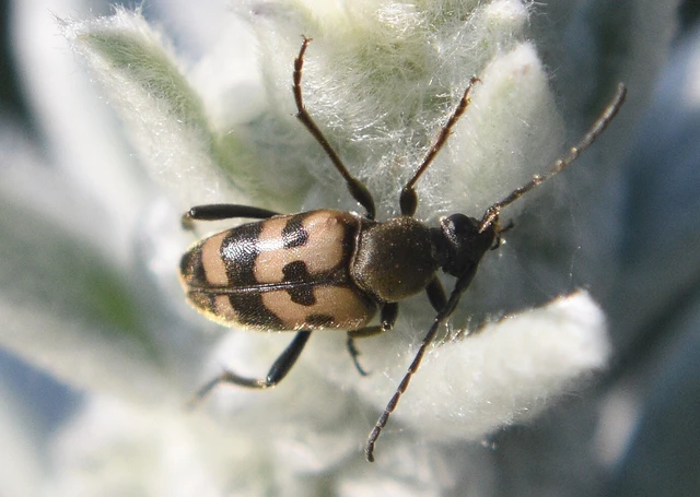 Pachytodes erraticus - rajzos virágcincér