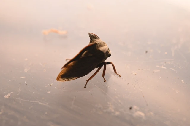 Centrotus cornutus - szarvaskabóca