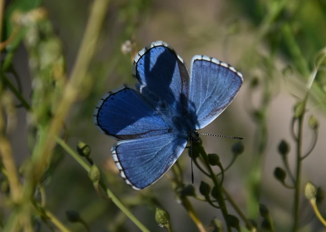 Polyommatus bellargus - égszínű boglárka