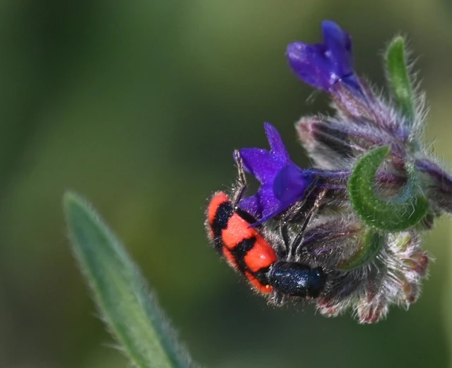 Trichodes favarius - hatfoltos méhészbogár Trichodes favarius - hatfoltos méhészbogár