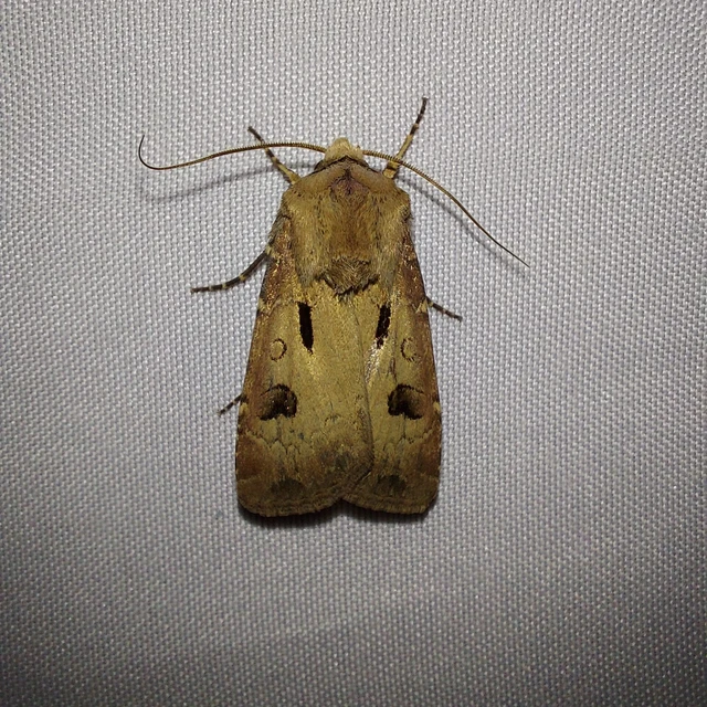 Agrotis exclamationis - felkiáltójeles földibagoly