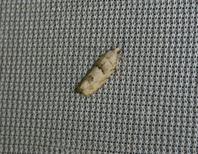 Epinotia bilunana - félholdas tükrösmoly