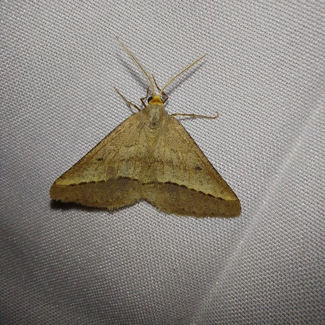 Tephrina arenacearia - lucerna-araszoló