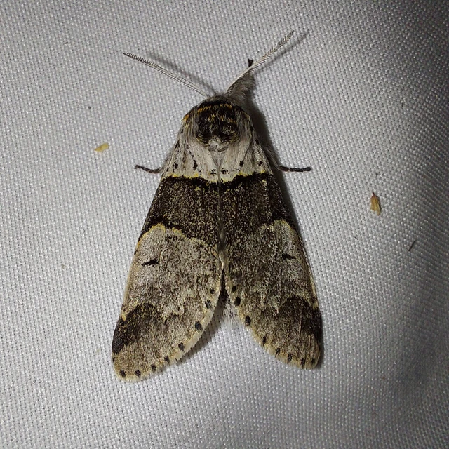Furcula bifida - kis púposszövő