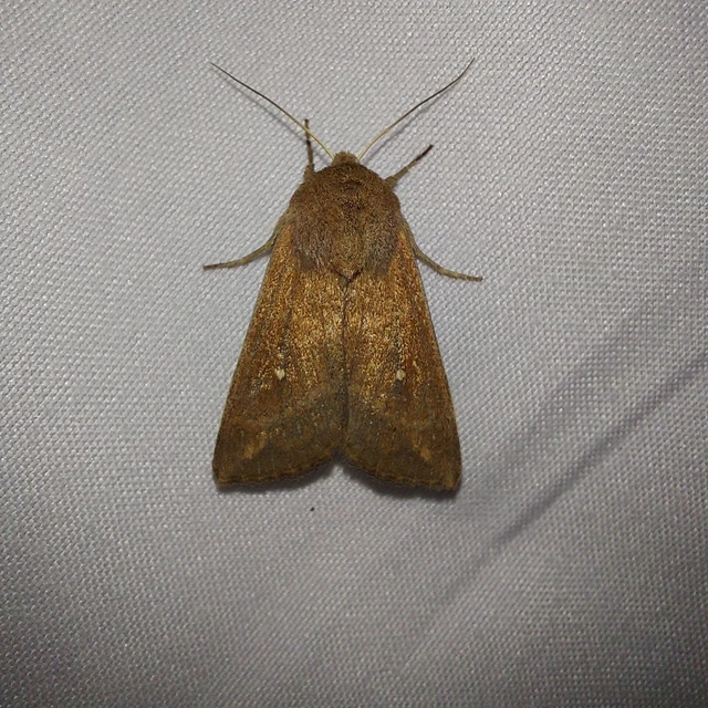 Mythimna albipuncta - fehérpettyes rétibagoly