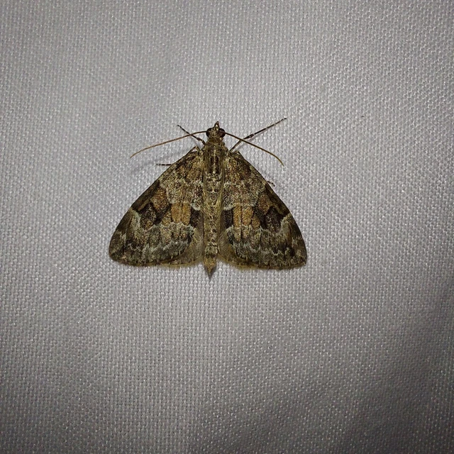 Thera variata/britannica