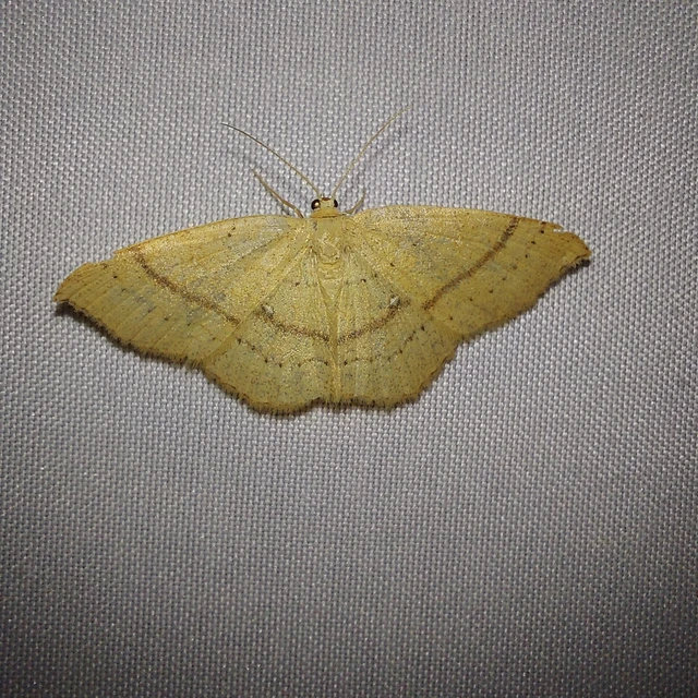 Cyclophora punctaria - sávos pettyesaraszoló