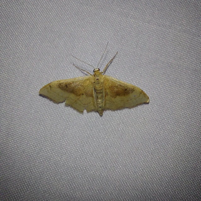Idaea degeneraria - barnasávos araszoló
