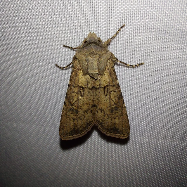 Agrotis segetum - vetési földibagoly