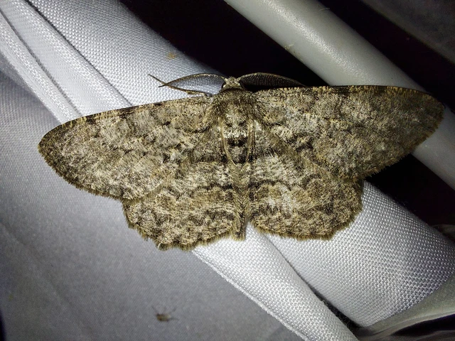 Hypomecis punctinalis - pettyes faaraszoló