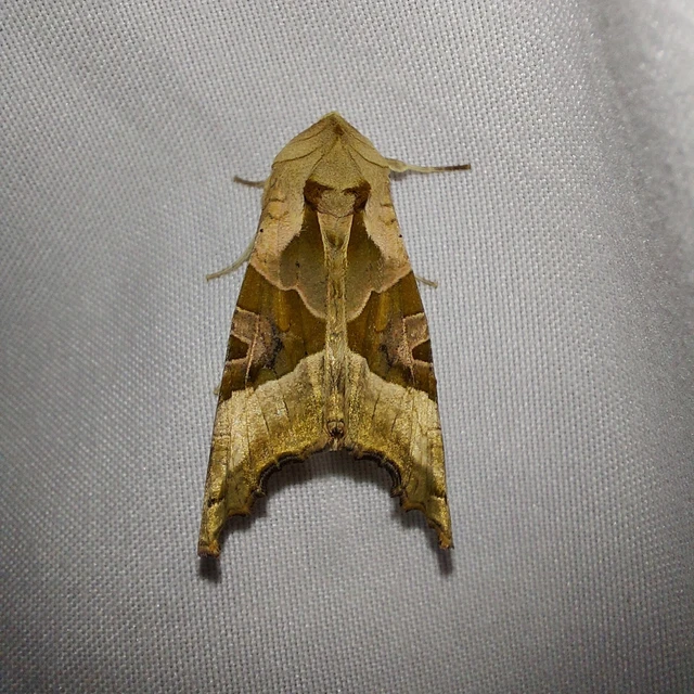 Phlogophora meticulosa - vándorló csipkésbagoly