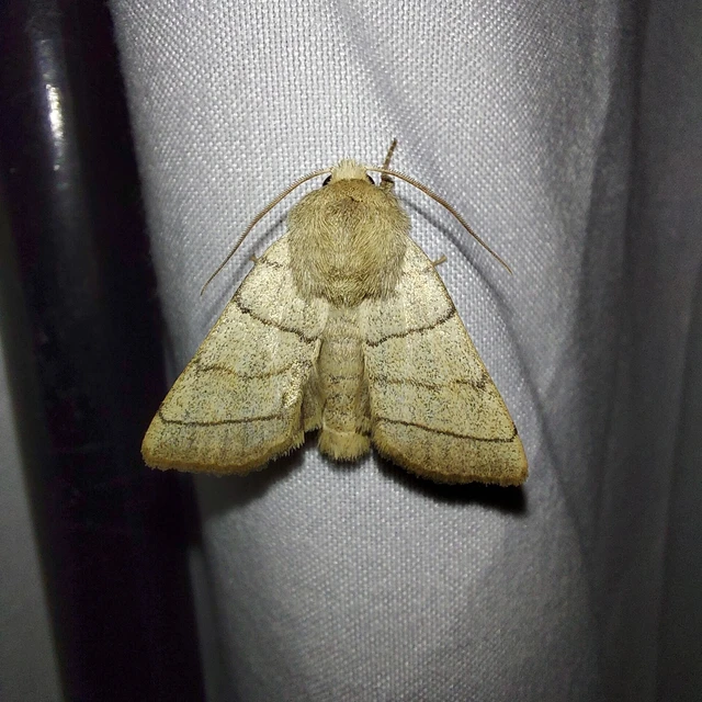 Charanyca trigrammica - háromsávos lombbagoly