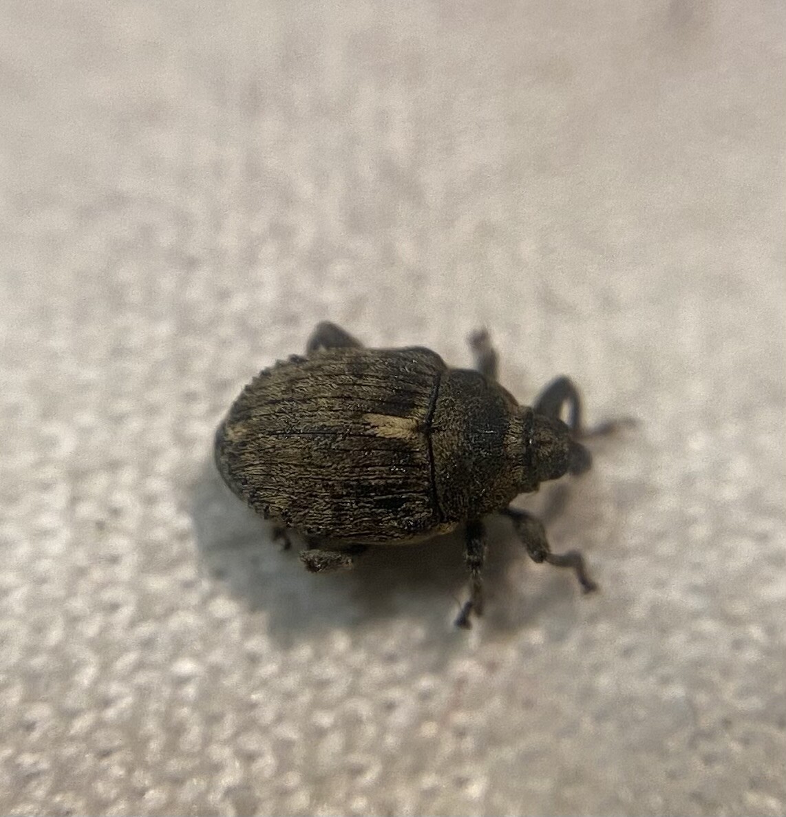 Ethelcus denticulatus - pipacsgyötrő ormányos