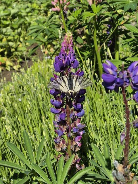 Iphiclides podalirius - kardoslepke