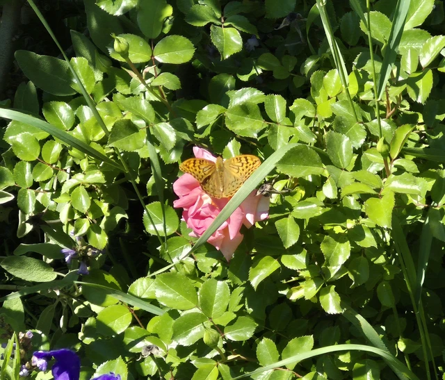 Argynnis pandora - zöldes gyöngyházlepke