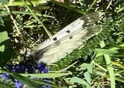 Parnassius mnemosyne - kis apollólepke