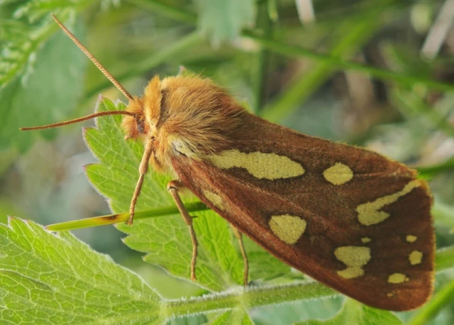Hyphoraia aulica - barna medvelepke