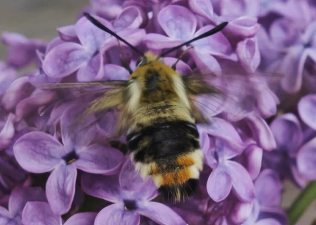 Hemaris tityus - pöszörszender Hemaris tityus - pöszörszender