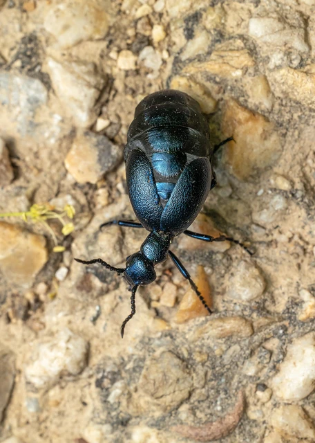 Meloe violaceus - kék nünüke