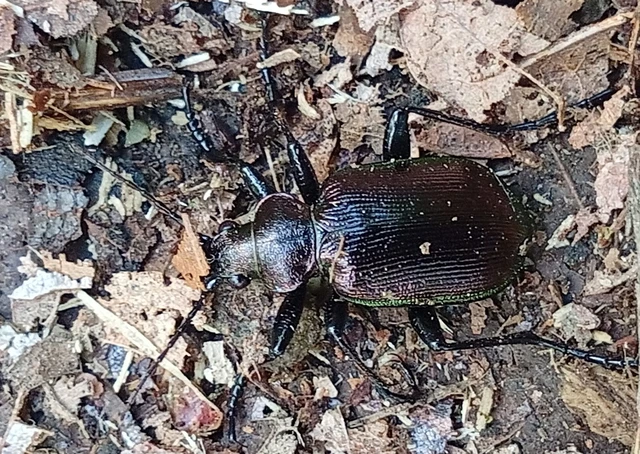 Calosoma inquisitor - kis bábrabló