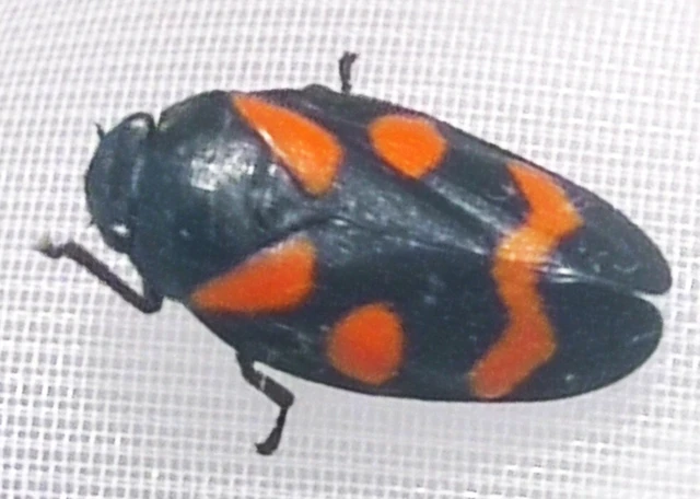 Cercopis sanguinolenta