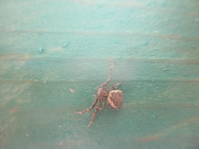 Thomisidae - karolópókok
